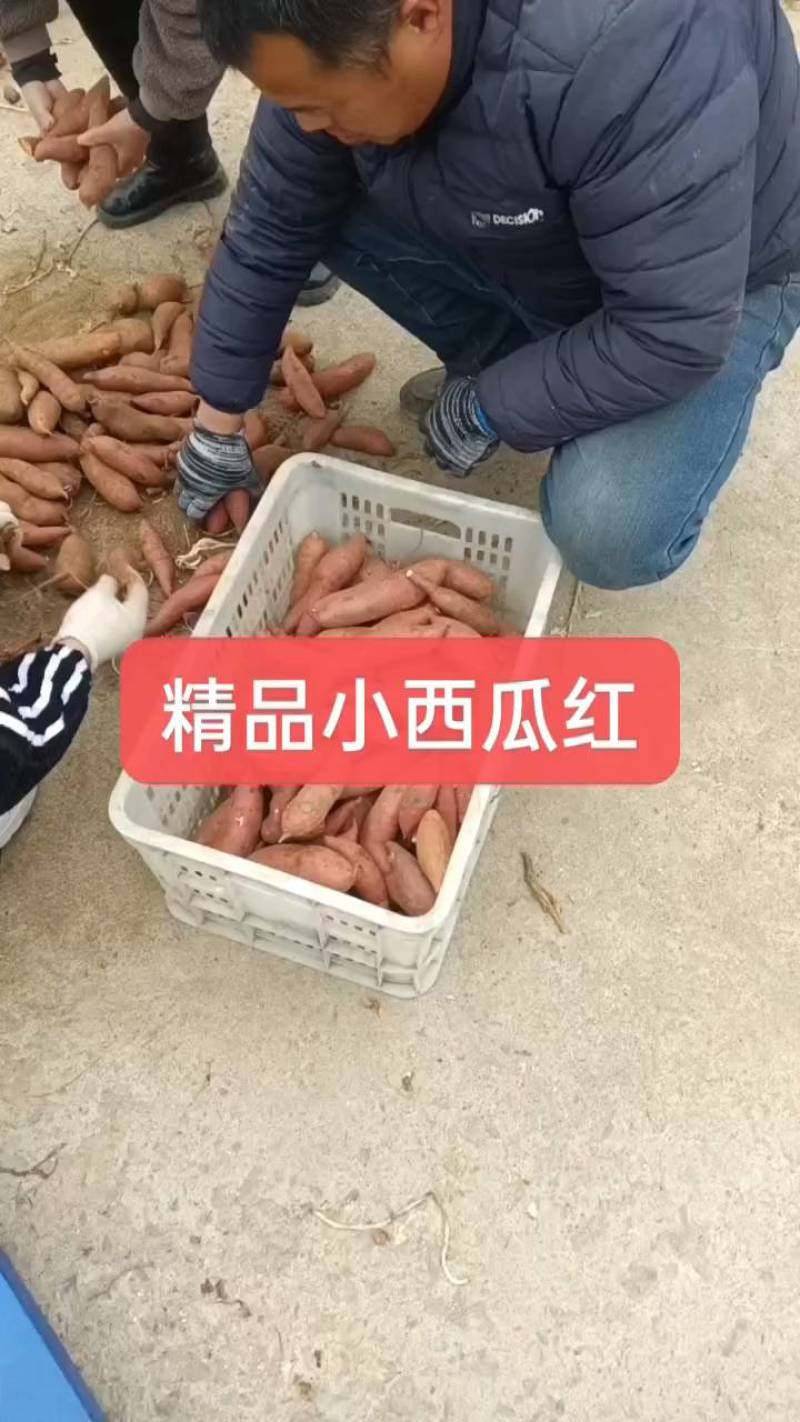 【热卖中】原产地红薯大量供应，保质保量，价格不高，全国发