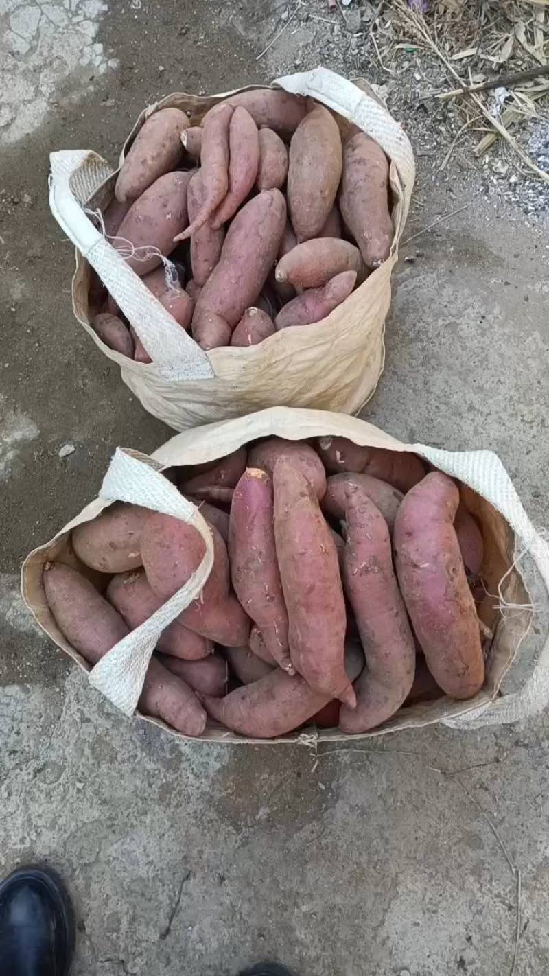 【热卖中】原产地红薯大量供应，保质保量，价格不高，全国发