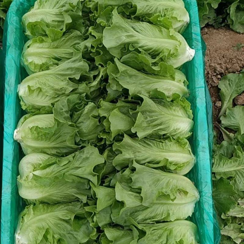精品意大利生菜，一手货源，量大价优货源充足质保