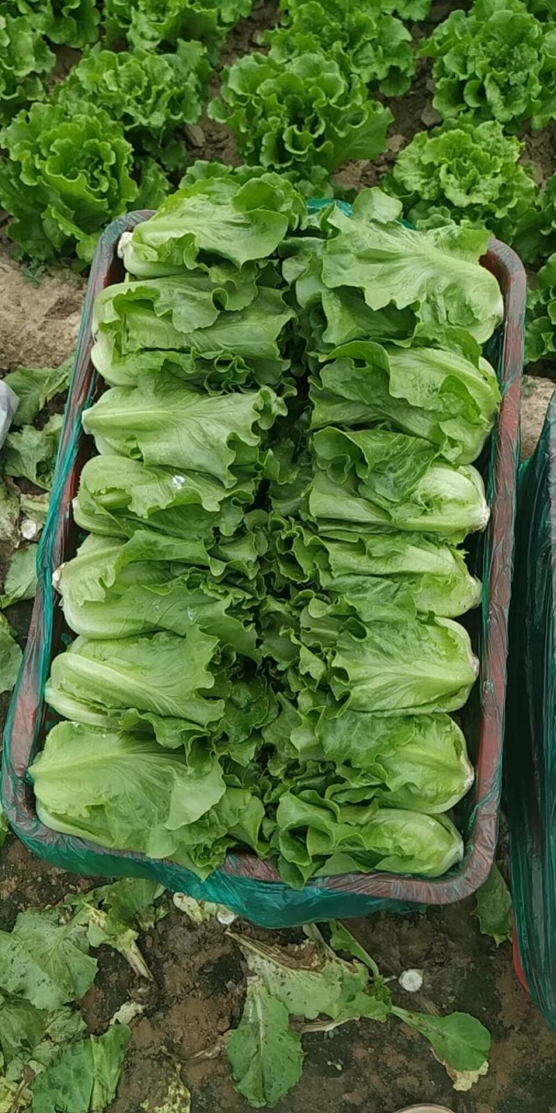 精品意大利生菜，一手货源，量大价优货源充足质保