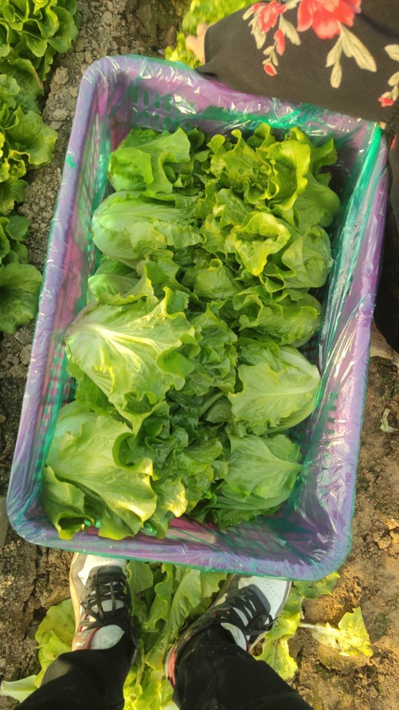 精品意大利生菜，一手货源，量大价优货源充足质保