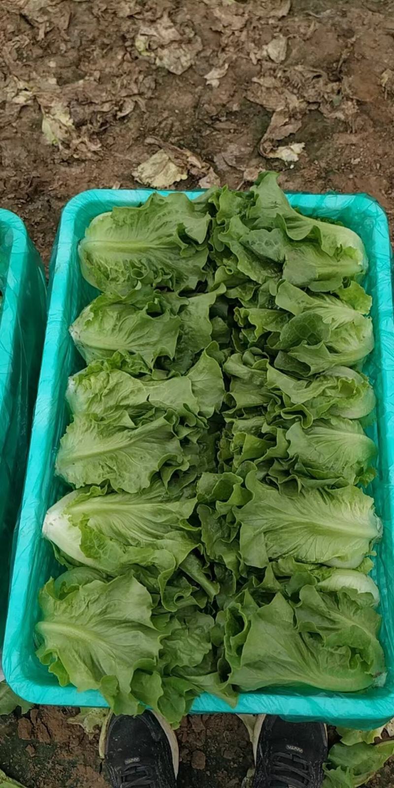 精品意大利生菜，一手货源，量大价优货源充足质保