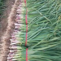 红根蒜苗，大量供应全国市场，质量保证新鲜采摘发货