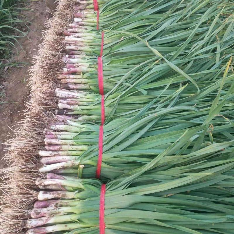 红根蒜苗，大量供应全国市场，质量保证新鲜采摘发货