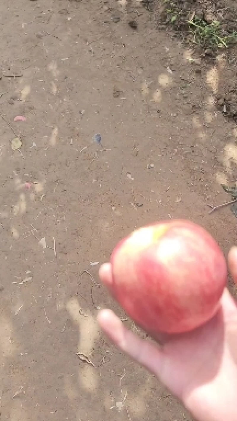 新疆阿克苏冰糖心