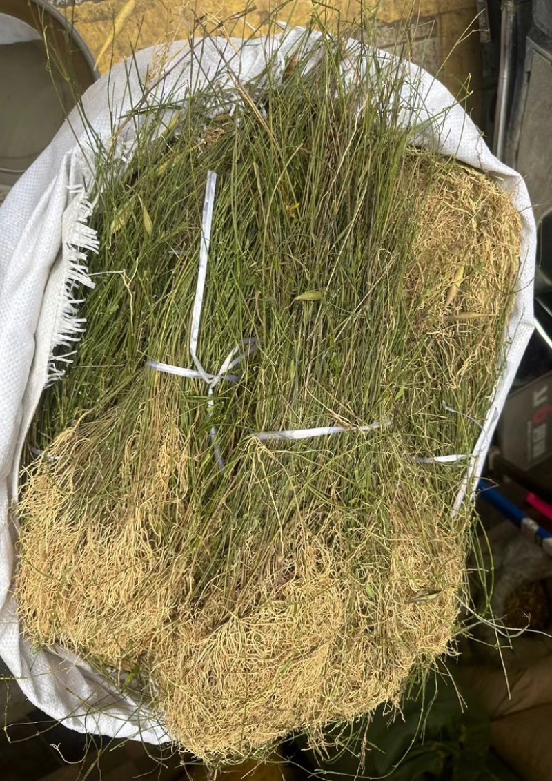 了叼竹徐长卿带叶纯根两种规格