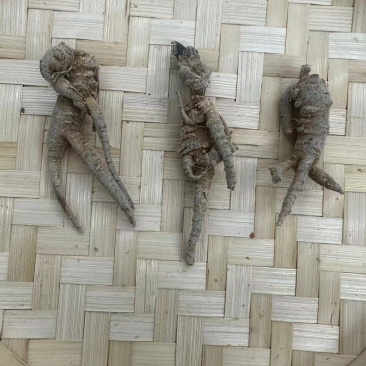 云南野生三七按个头发货