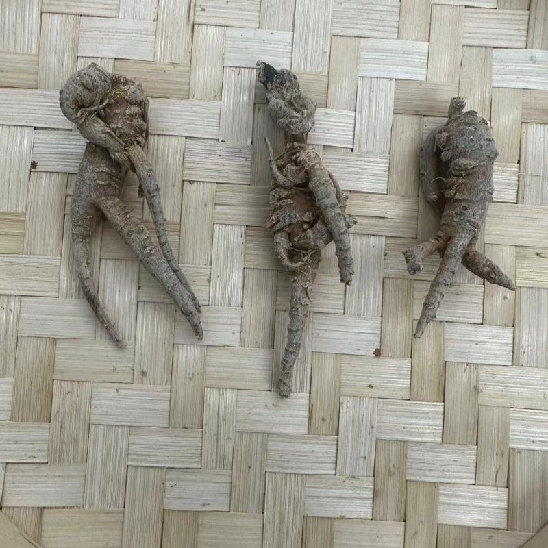 云南野生三七按个头发货