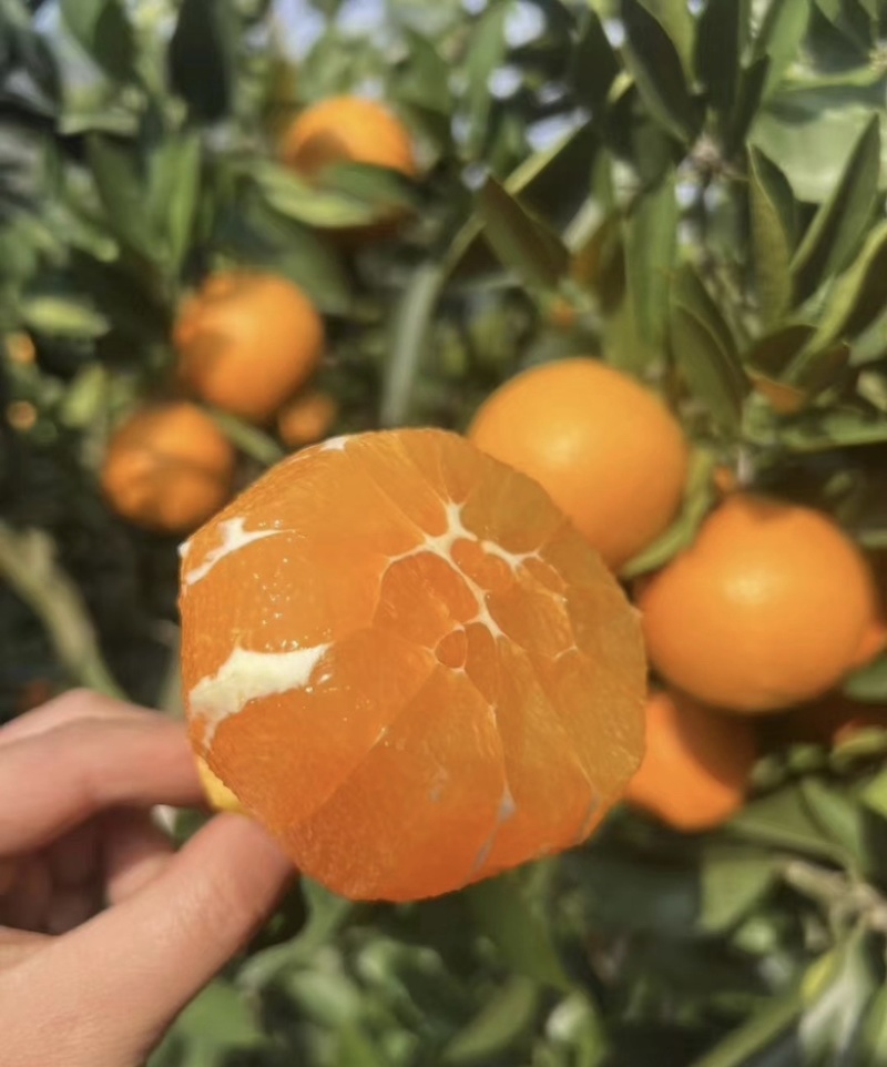 湖北精品纽荷尔脐橙，货优，品相好，口感佳，货源充足