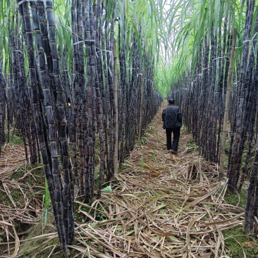 广西南宁市宾阳县优质黑皮甘蔗大量上市