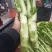 棒菜