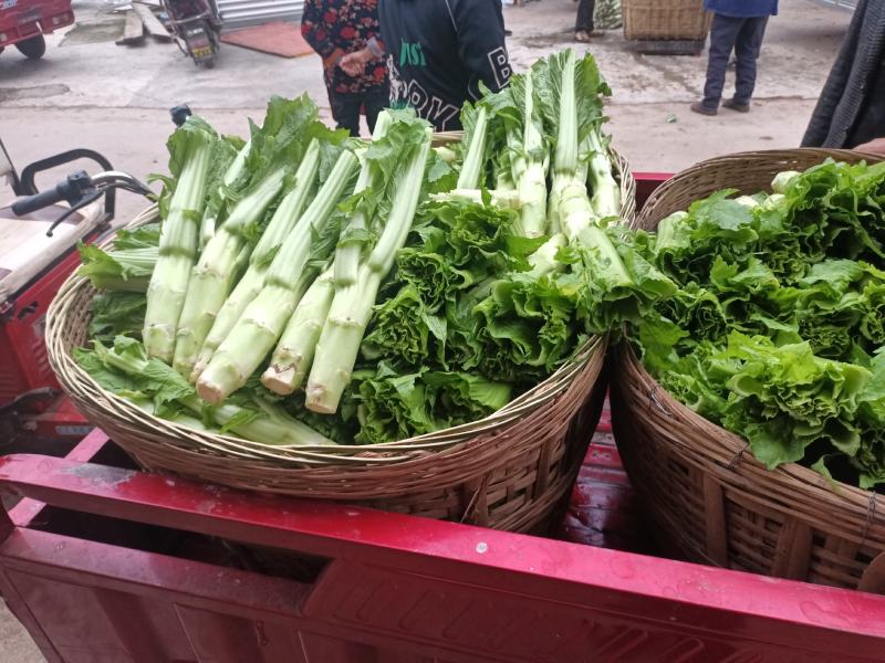 棒菜