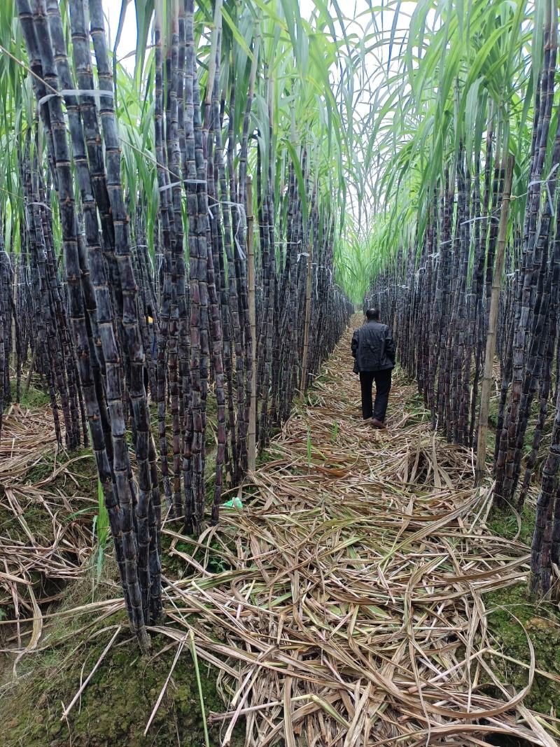 广西南宁市宾阳县优质黑皮甘蔗大量上市