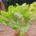 儿菜