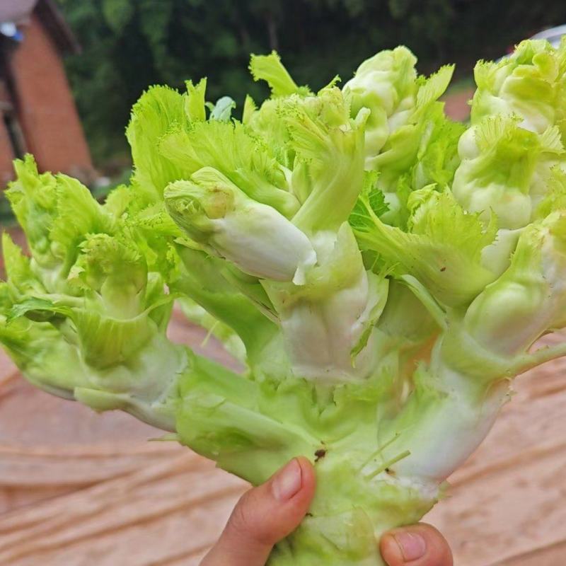 儿菜