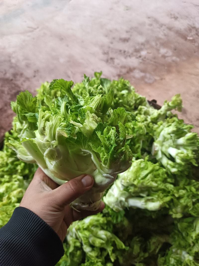儿菜