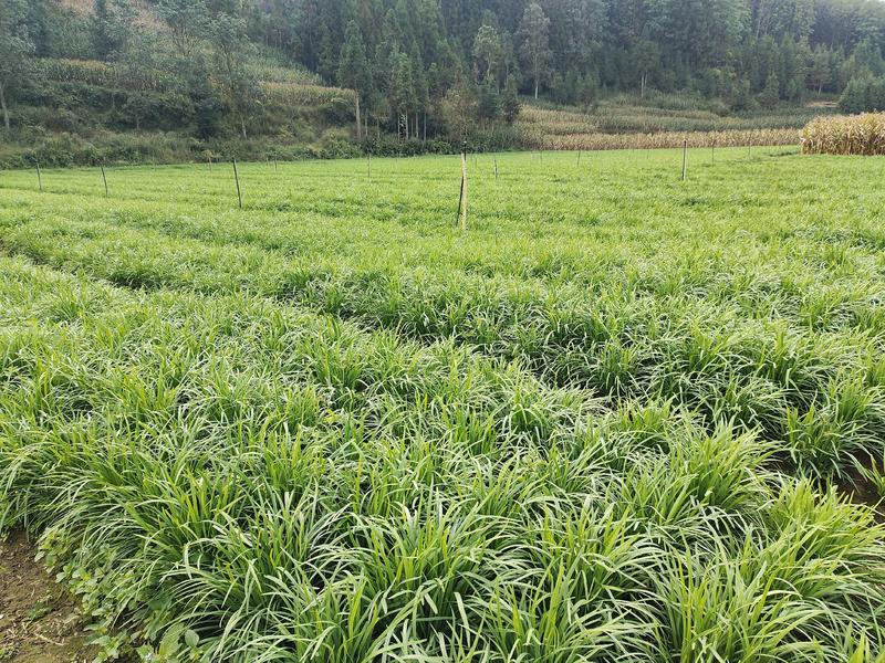 贵州韭菜大量供应新鲜采割产地直发保质保量对接全国客商