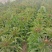 河南新野优质莴笋大量上市口感好货大价优欢迎选购
