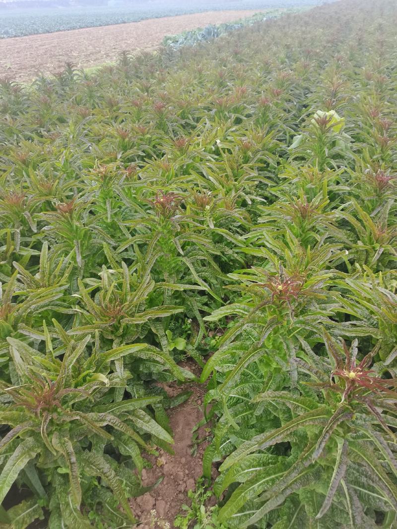河南新野优质莴笋大量上市口感好货大价优欢迎选购