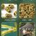 霍山原产地铁皮枫斗石斛，大颗粒，品质保证，欢迎采购可视频