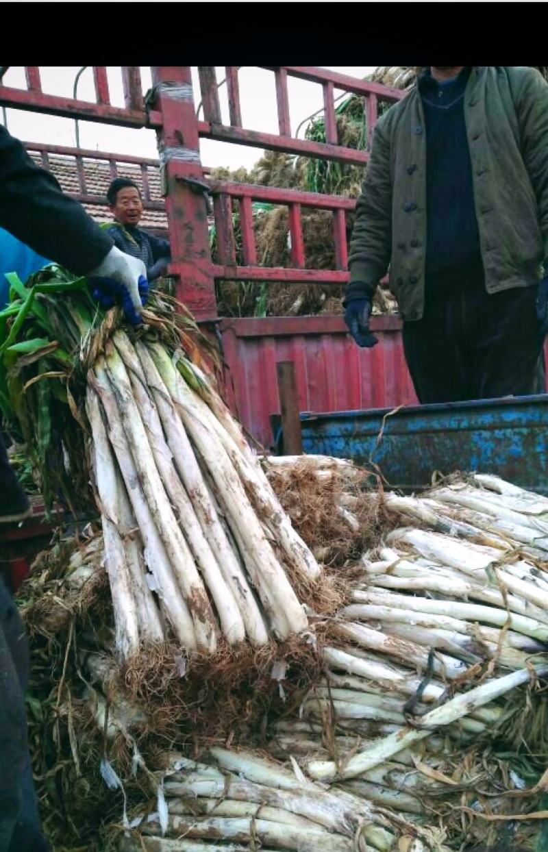 山东潍坊安丘市供应优质长白大葱梧桐葱社会葱章丘大葱