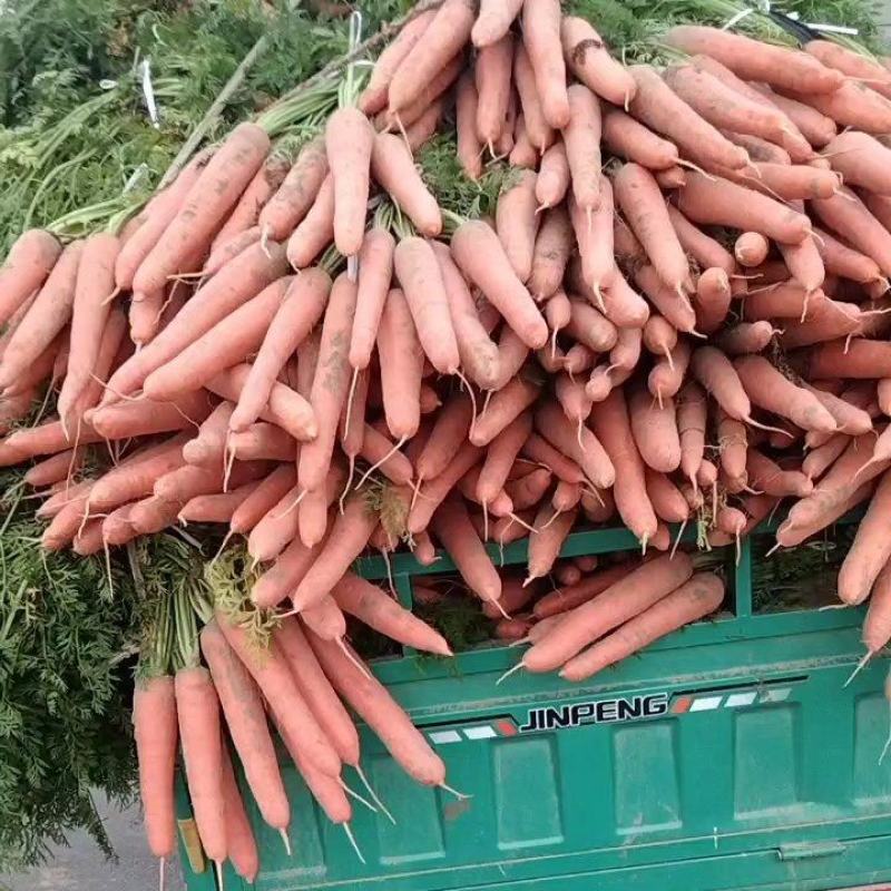 【推荐】品质胡萝卜🥕三红胡萝卜产地直发品质保证