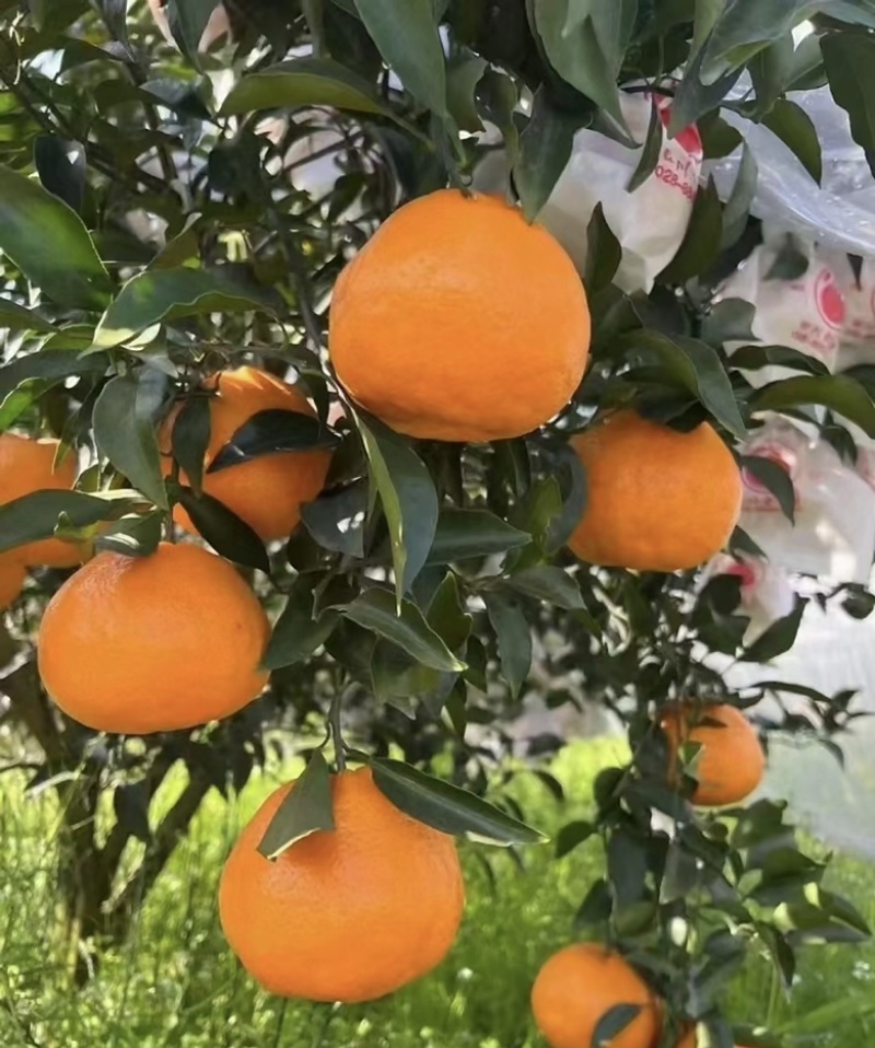 新鲜椪柑现摘现发大量有货品质保证欢迎老板电话联系