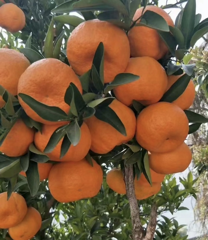 新鲜椪柑现摘现发大量有货品质保证欢迎老板电话联系