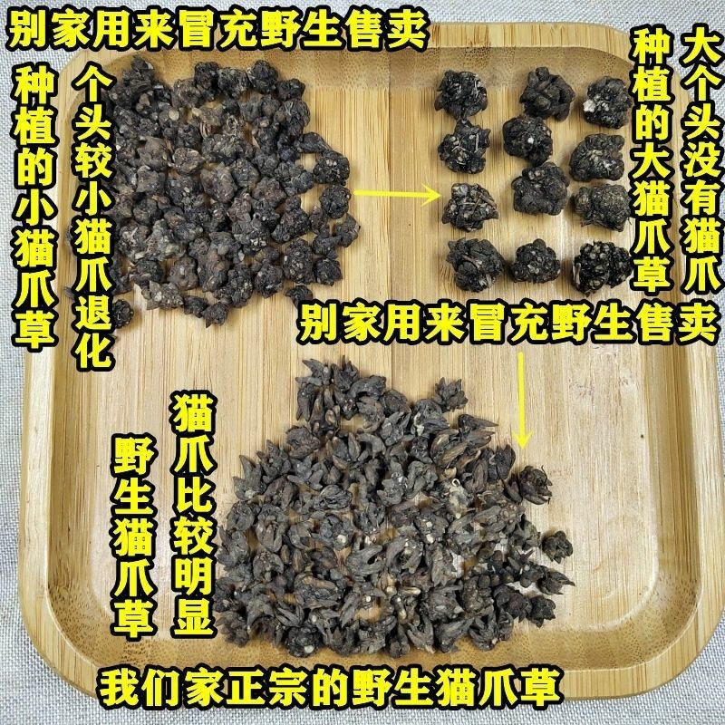 野生猫爪草水洗爪爪分明中药材猫爪草小毛茛养生野猫爪草