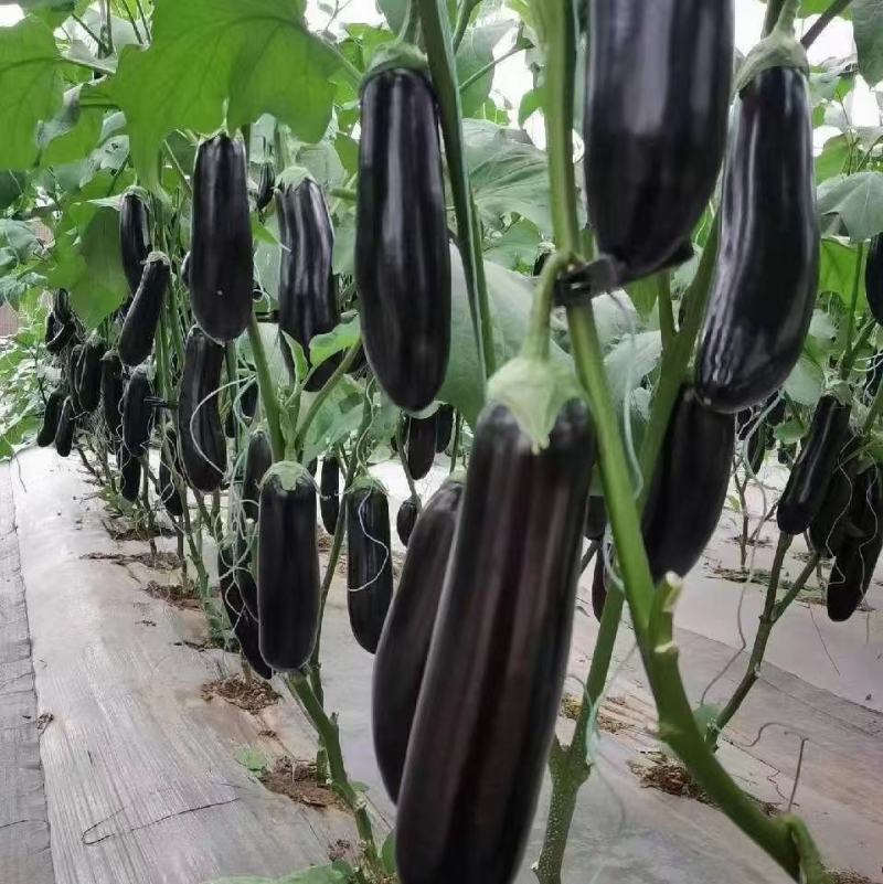 产地直销，量大从优