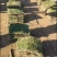 优质马尼拉草坪草基地直发诚信经营全国发货欢迎致电