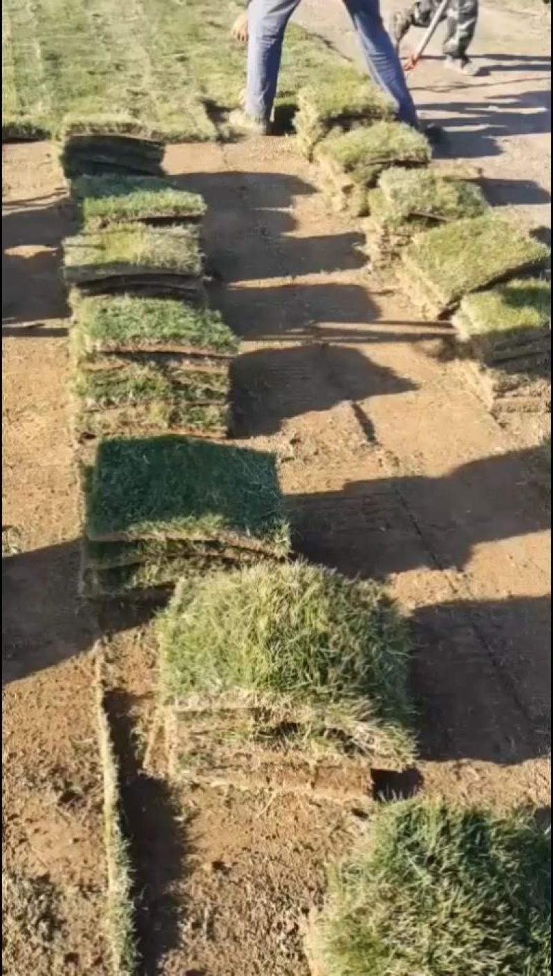 优质马尼拉草坪草基地直发诚信经营全国发货欢迎致电
