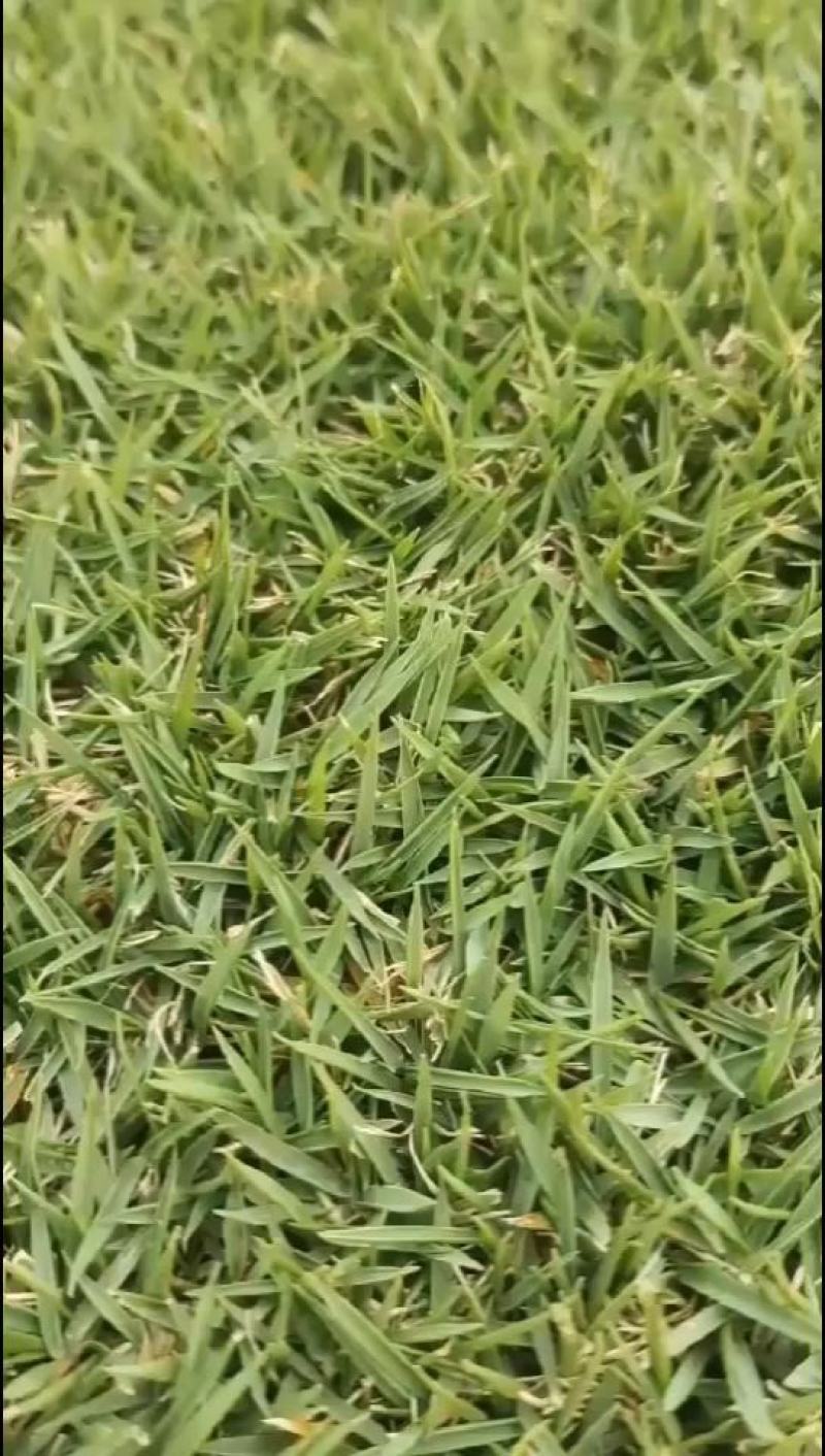 优质马尼拉草坪草基地直发诚信经营全国发货欢迎致电