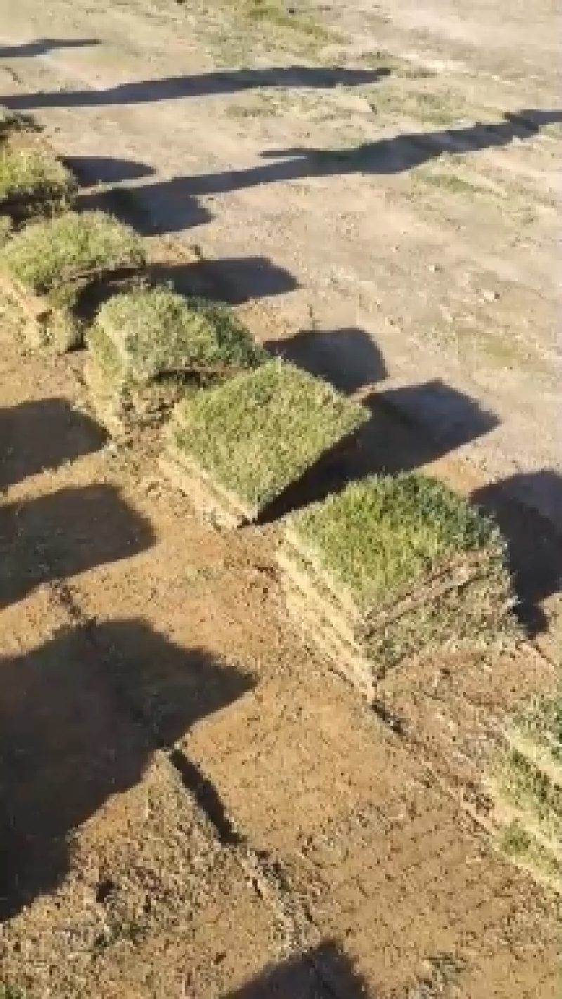 优质马尼拉草坪草基地直发诚信经营全国发货欢迎致电