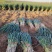 精品长白大葱正式开园，小叶葱长葱白上货的电联