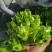 安徽儿菜砀山儿菜大头菜娃娃菜多子菜产地直发