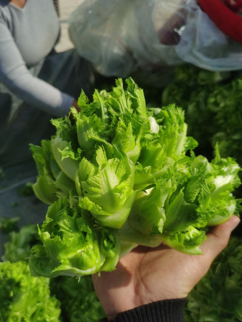 安徽儿菜砀山儿菜大头菜娃娃菜多子菜产地直发