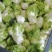 安徽儿菜砀山儿菜大头菜娃娃菜多子菜产地直发