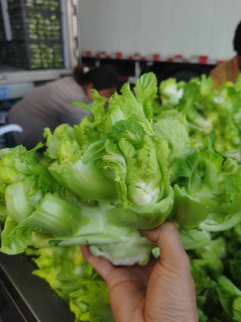 安徽儿菜砀山儿菜大头菜娃娃菜多子菜产地直发