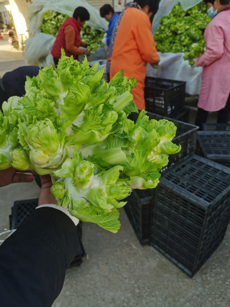 安徽儿菜砀山儿菜大头菜娃娃菜多子菜产地直发