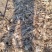 玉米秸秆草
