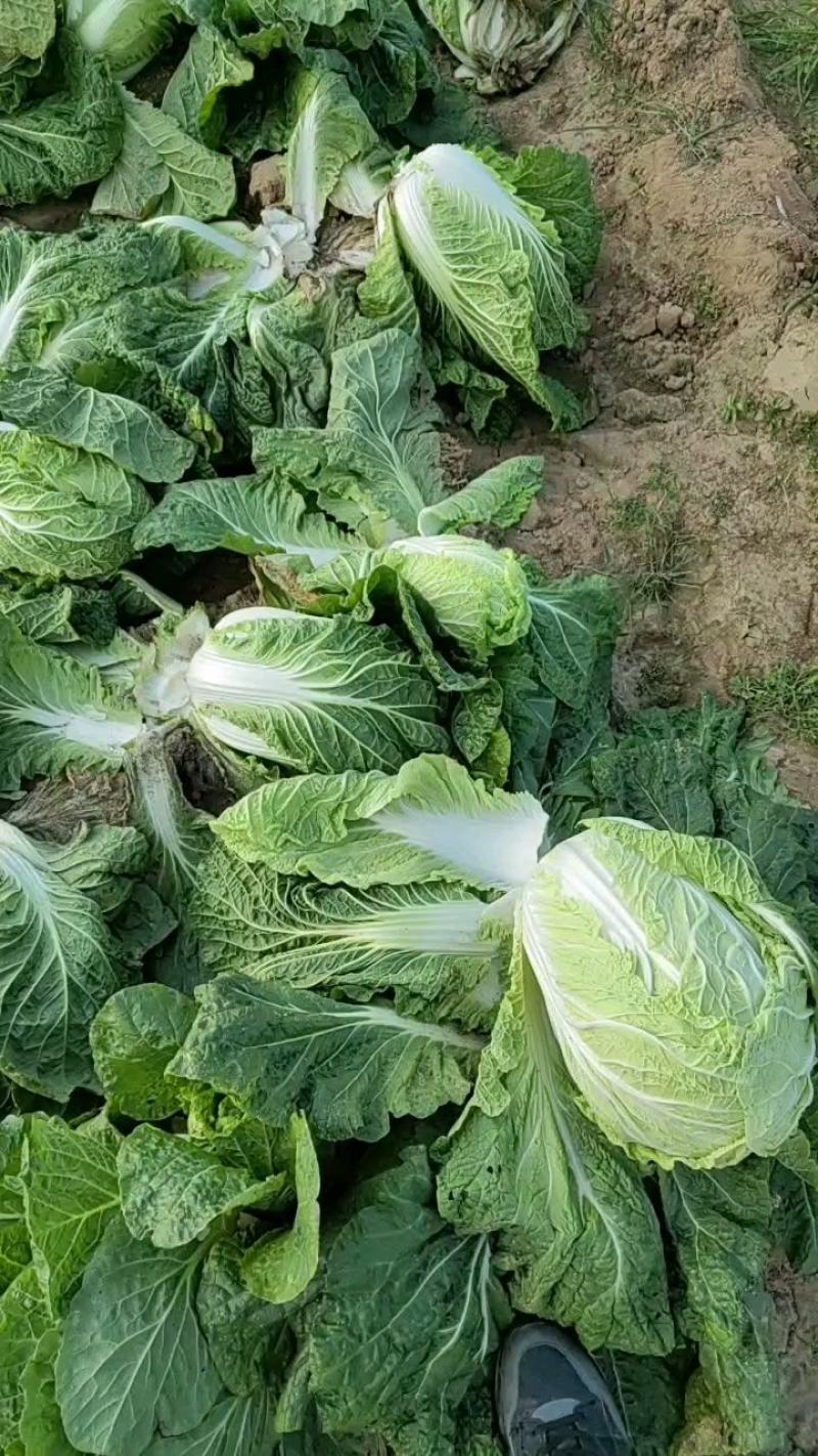 【白菜】黄心白菜，诚信代办，合作共赢，量大优惠，欢迎来电