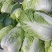 【白菜】黄心白菜，诚信代办，合作共赢，量大优惠，欢迎来电
