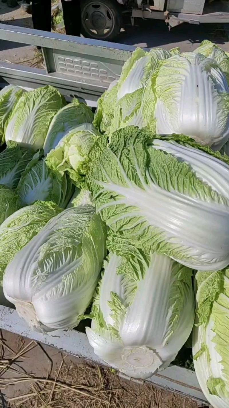 【白菜】黄心白菜，诚信代办，合作共赢，量大优惠，欢迎来电