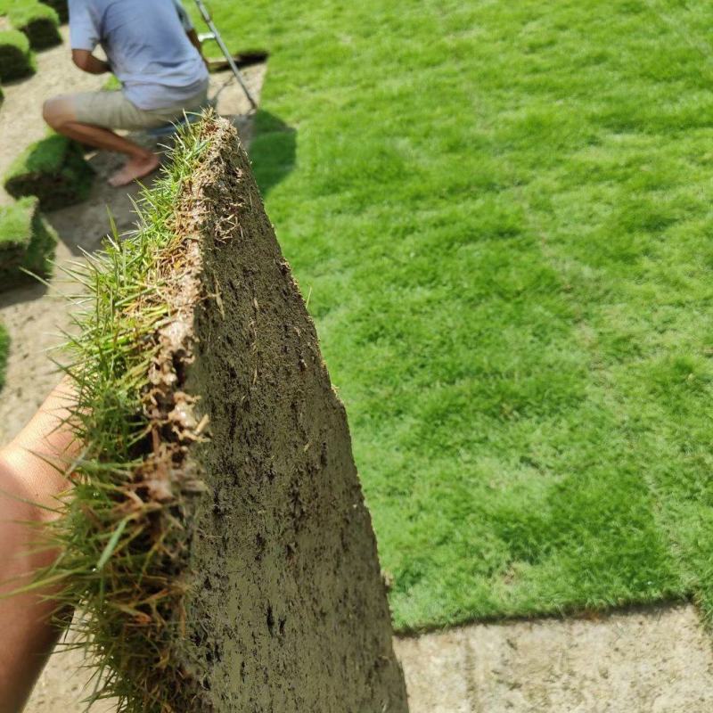 精品马尼拉草卷,大量上市