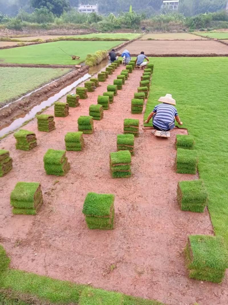 精品马尼拉草卷,大量上市