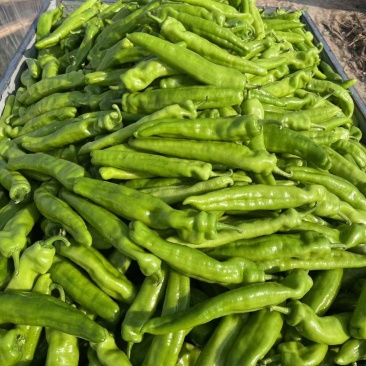 毛毛钱，黄皮尖椒，大量供应