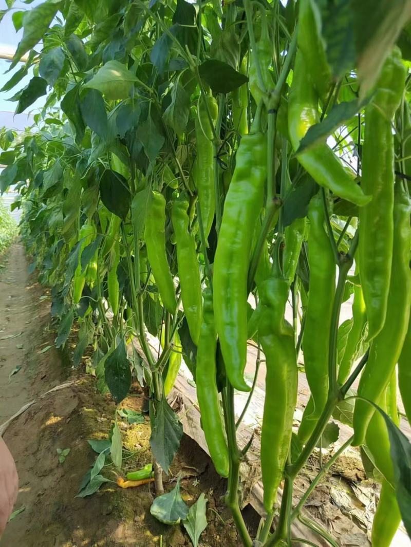 毛毛钱，黄皮尖椒，大量供应