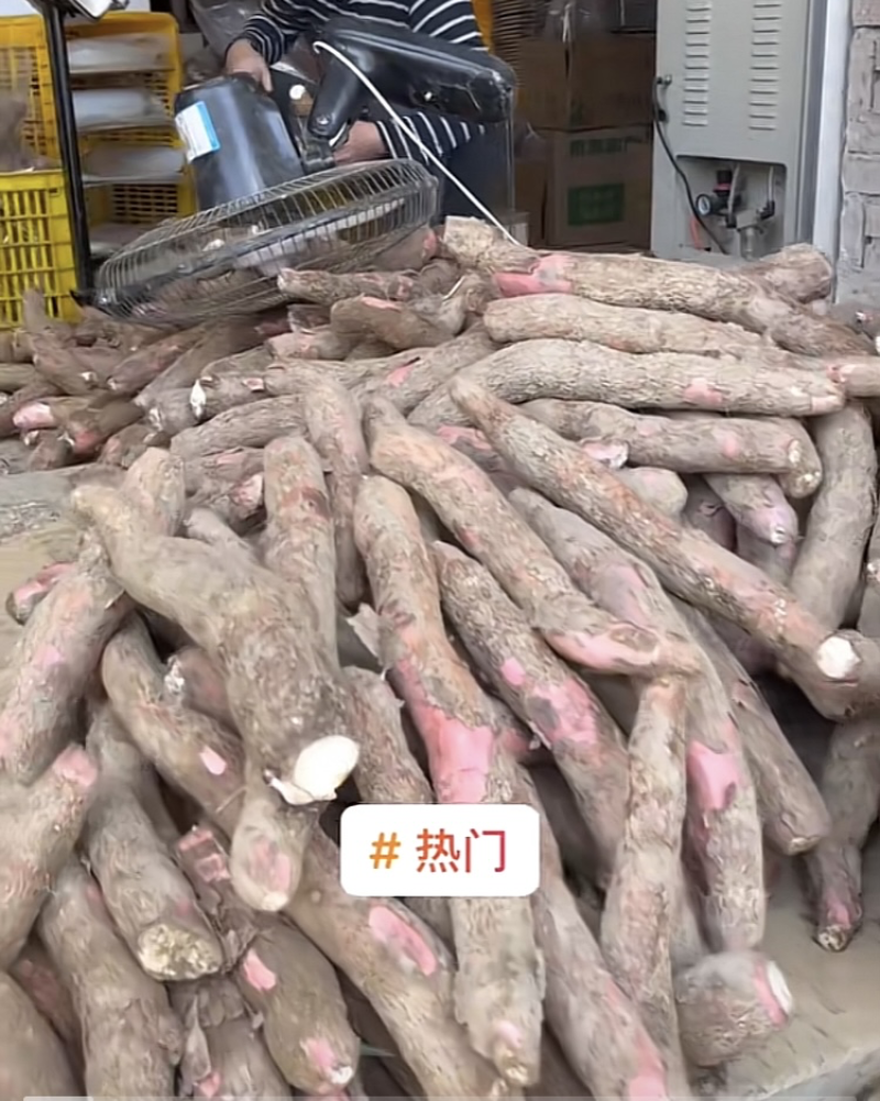 木薯
