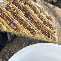 大巴山土蜂蜜